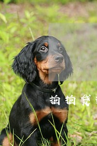 拍拍贷逾期9000怎么办 拍拍贷逾期9000怎么办