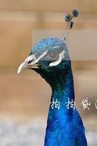 拍拍贷逾期9天再借 拍拍贷逾期9天再借