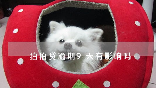拍拍贷逾期9天有影响吗 拍拍贷逾期9天有影响吗