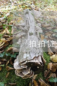 拍拍贷逾期9小时 拍拍贷逾期9小时