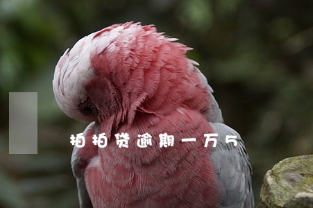 拍拍贷逾期一万5 拍拍贷逾期一万5