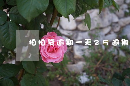 拍拍贷逾期一天25逾期费用 拍拍贷逾期一天25逾期费用