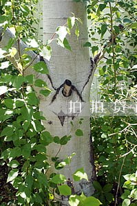 拍拍贷逾期一天40元 拍拍贷逾期一天40元