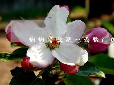 拍拍贷逾期一天收100利息 拍拍贷逾期一天收100利息