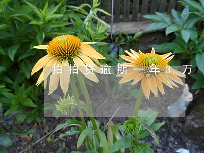 拍拍贷逾期一年3万