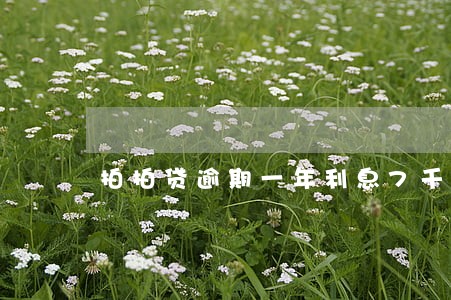 拍拍贷逾期一年利息7千 拍拍贷逾期一年利息7千
