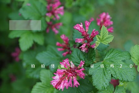 拍拍贷逾期上征信吗2018 拍拍贷逾期上征信吗2018
