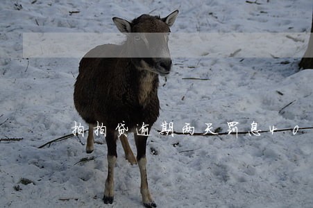 拍拍贷逾期两天罚息40多