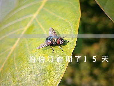 拍拍贷逾期了15天 拍拍贷逾期了15天