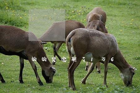 拍拍贷逾期了1万6 拍拍贷逾期了1万6