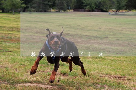 拍拍贷逾期了5次 拍拍贷逾期了5次