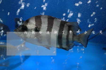 拍拍贷逾期了影响办信用卡不 拍拍贷逾期了影响办信用卡不
