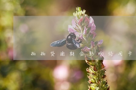 拍拍贷逾期会影响信用卡使用吗 拍拍贷逾期会影响信用卡使用吗