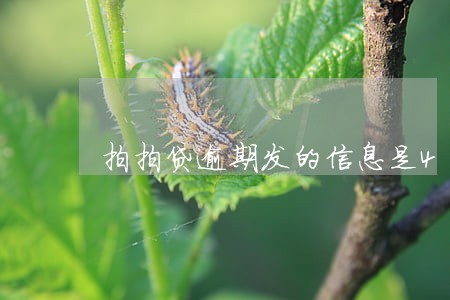 拍拍贷逾期发的信息是48开头 拍拍贷逾期发的信息是48开头