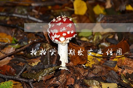 拍拍贷逾期发芝麻信用 拍拍贷逾期发芝麻信用