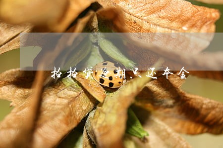 拍拍贷逾期只还本金 拍拍贷逾期只还本金
