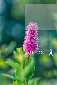 拍拍贷逾期影响用信用卡吗 拍拍贷逾期影响用信用卡吗