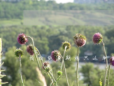 拍拍贷逾期想只还本金 拍拍贷逾期想只还本金