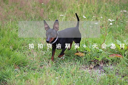 拍拍贷逾期第4天会怎样 拍拍贷逾期第4天会怎样