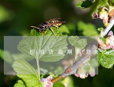 拍拍贷逾期罚息25块钱 拍拍贷逾期罚息25块钱