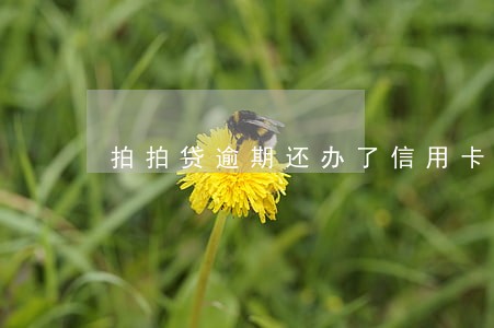 拍拍贷逾期还办了信用卡 拍拍贷逾期还办了信用卡