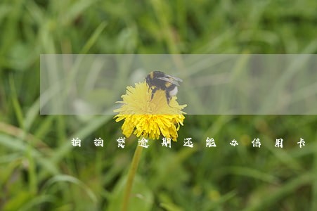 拍拍贷逾期还能办信用卡吗 拍拍贷逾期还能办信用卡吗