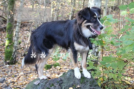拍拍逾期10天 拍拍逾期10天