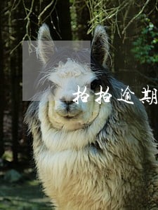 拍拍逾期3年了