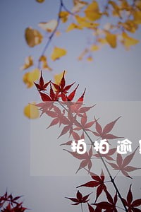 拍拍逾期了100天 拍拍逾期了100天