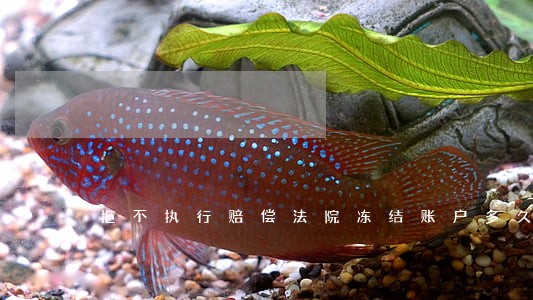拒不执行赔偿法院冻结账户多久 拒不执行赔偿法院冻结账户多久