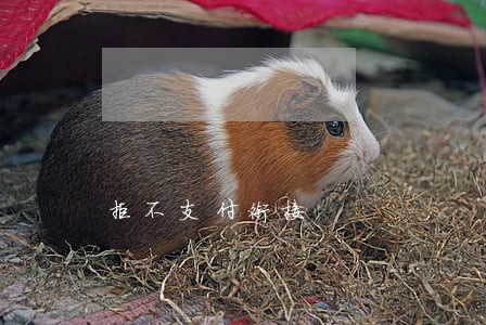 拒不支付衔接
