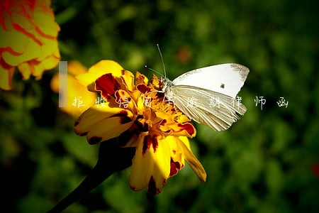 拒收信用卡逾期律师函 拒收信用卡逾期律师函