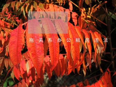 拖关系办公租房违法