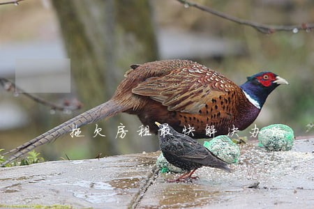 拖欠房租最快解决办法 拖欠房租最快解决办法