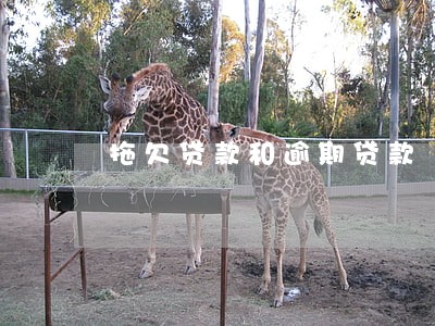 拖欠贷款和逾期贷款