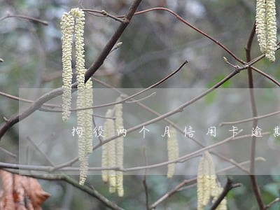 拘役两个月信用卡逾期怎么办 拘役两个月信用卡逾期怎么办