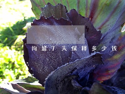 拘留7天保释多少钱 拘留7天保释多少钱