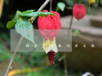 拘留了导致网贷逾期 拘留了导致网贷逾期