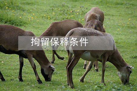 拘留保释条件 拘留保释条件