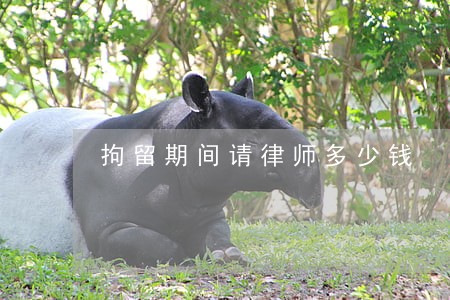 拘留期间请律师多少钱 拘留期间请律师多少钱