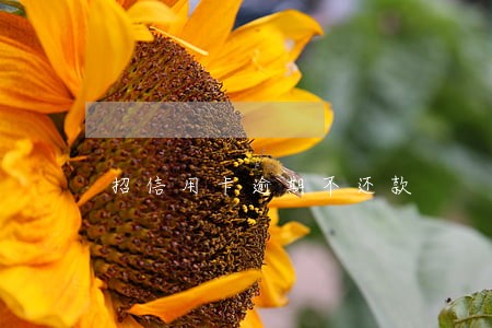 招信用卡逾期不还款 招信用卡逾期不还款
