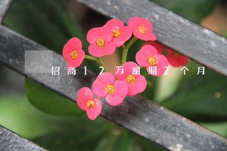 招商12万逾期2个月 招商12万逾期2个月