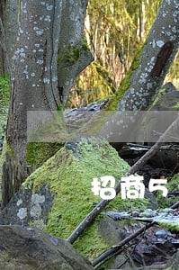 招商5元服务费逾期