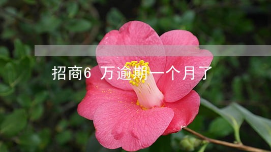 招商6万逾期一个月了