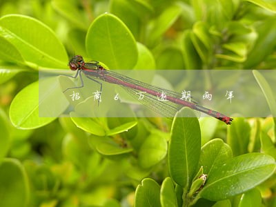 招商6万逾期两年 招商6万逾期两年