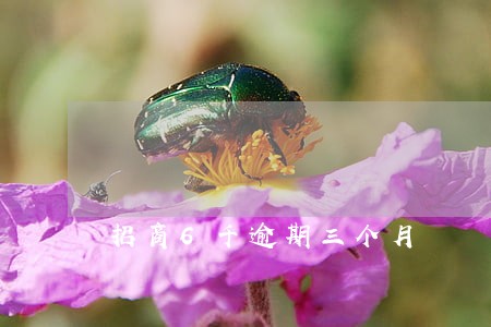 招商6千逾期三个月 招商6千逾期三个月
