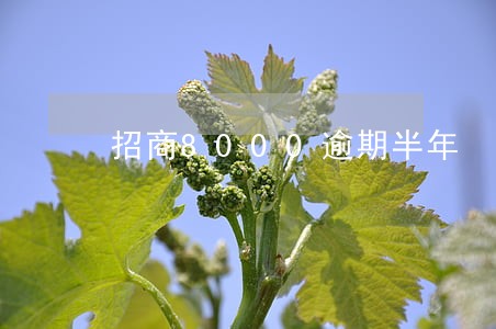 招商8000逾期半年 招商8000逾期半年