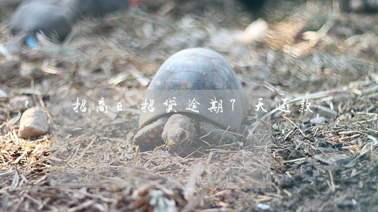 招商e招贷逾期7天还款 招商e招贷逾期7天还款