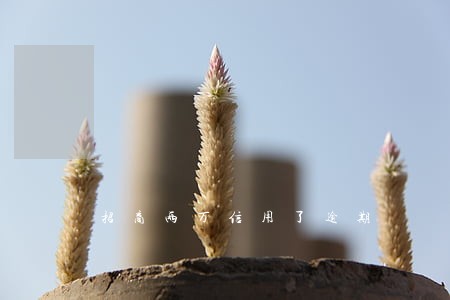 招商两万信用了逾期 招商两万信用了逾期