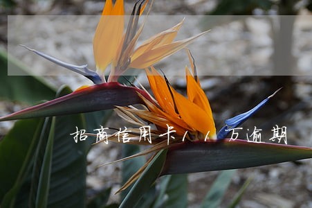 招商信用卡11万逾期 招商信用卡11万逾期